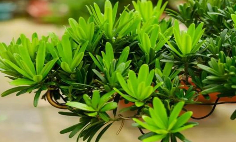 台灣羅漢松盆景