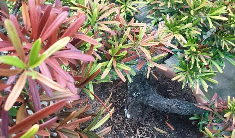 羅漢松病害防治 羅漢松病害防治