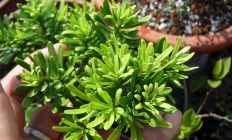 台灣羅漢松盆景