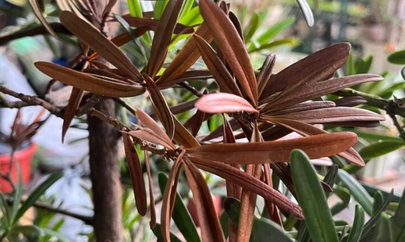 羅漢松病害防治 羅漢松病害防治