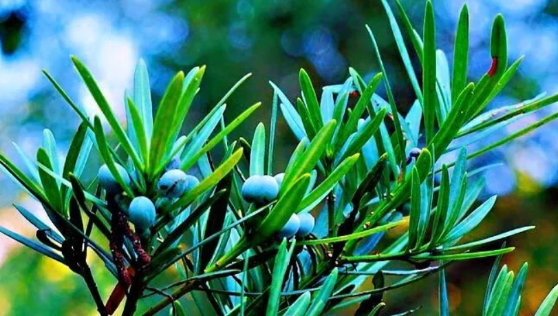 羅漢松品種價值