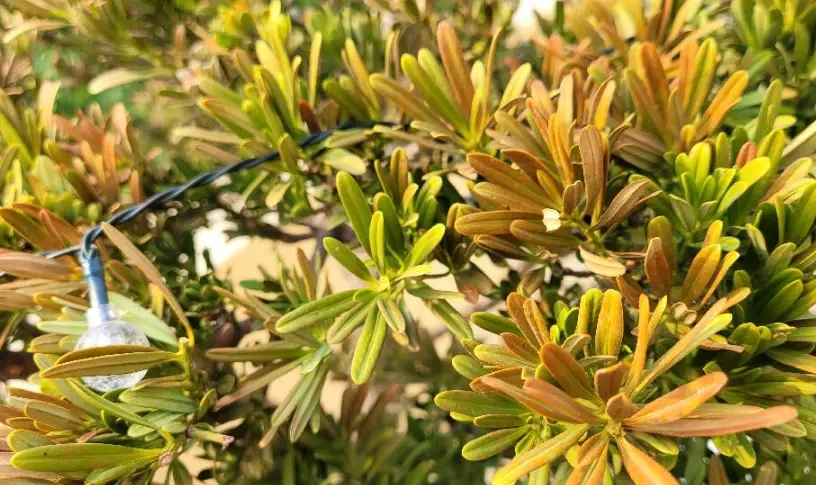 葉枯病治療 葉枯病治療