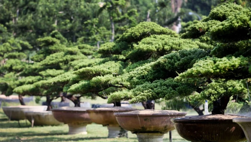 羅漢松品種價值