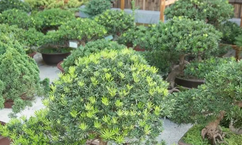 台灣羅漢松盆景