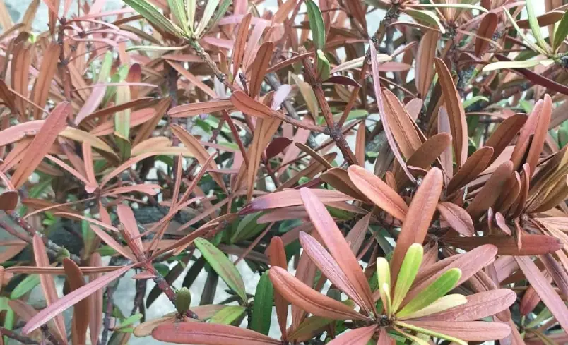 葉枯病治療 葉枯病治療