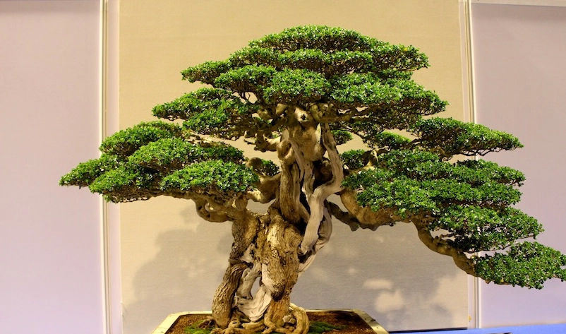 台灣羅漢松盆景