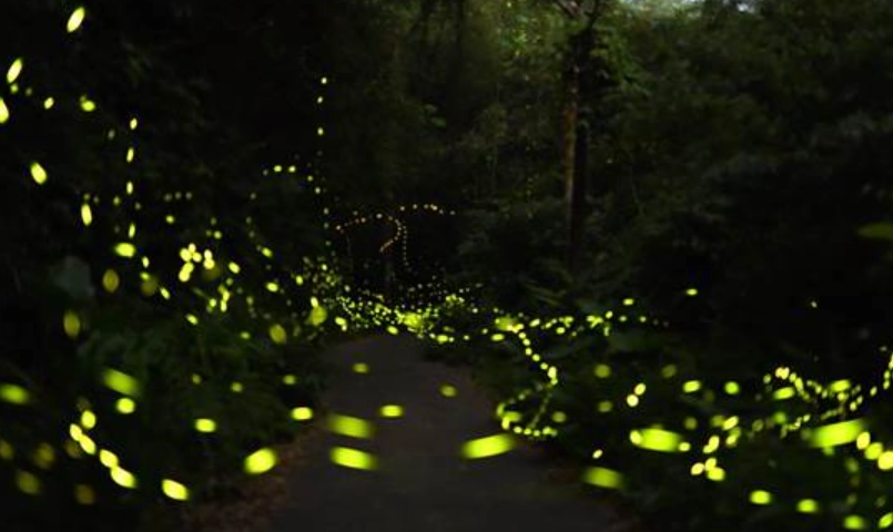 螢火蟲觀賞注意事項