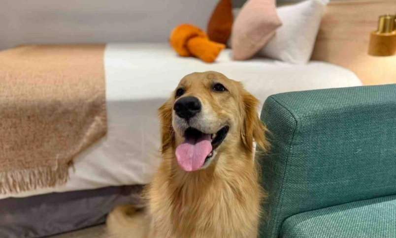 台南寵物友善民宿 台南寵物友善民宿