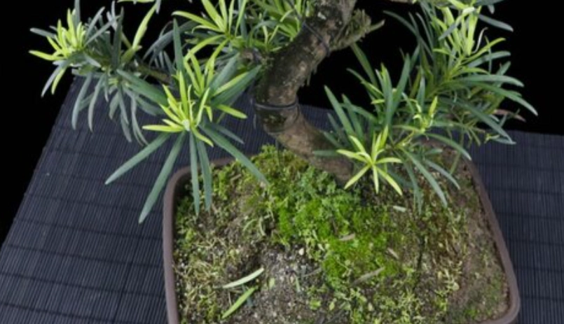 羅漢松肥料推薦 羅漢松肥料推薦