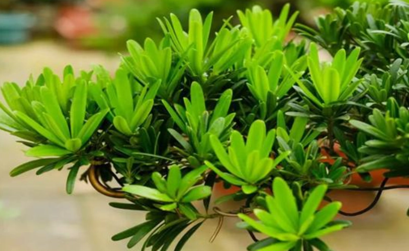 羅漢松施肥方法 羅漢松施肥方法