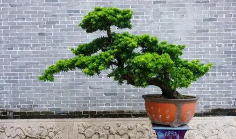 羅漢松施肥方法 羅漢松施肥方法