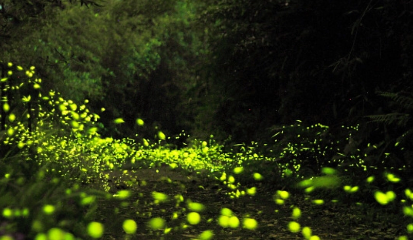 螢火蟲觀賞注意事項