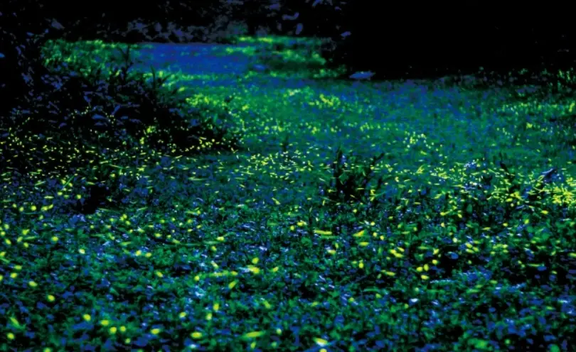 螢火蟲季節苗栗