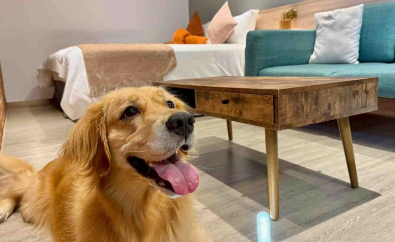 台南寵物友善住宿 台南寵物友善住宿