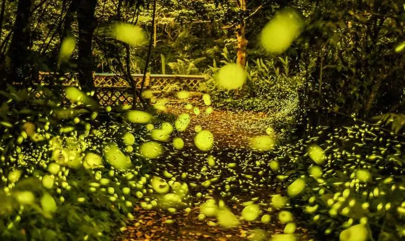 螢火蟲季節苗栗