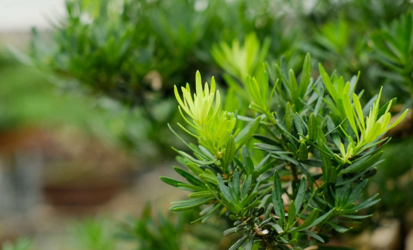 羅漢松肥料推薦 羅漢松肥料推薦