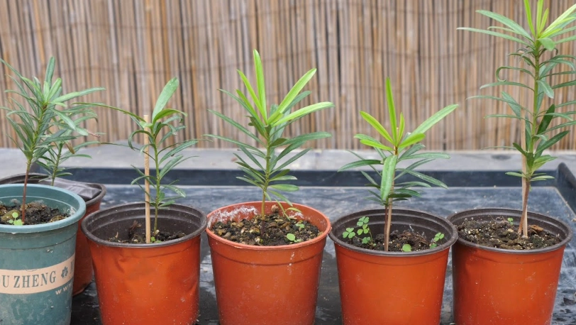 羅漢松種植 羅漢松種植