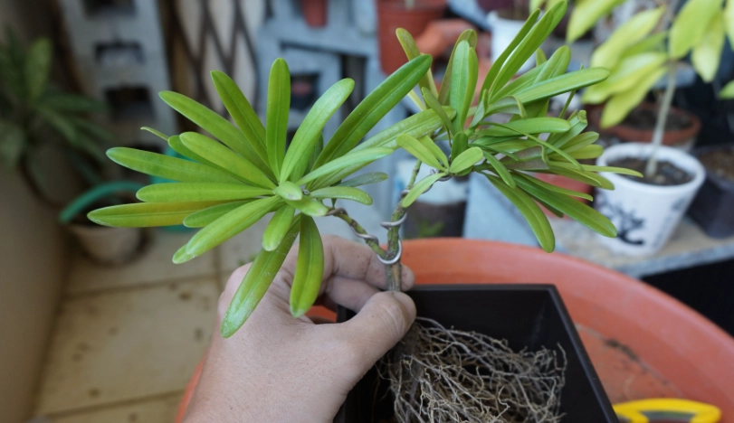 羅漢松種植 羅漢松種植