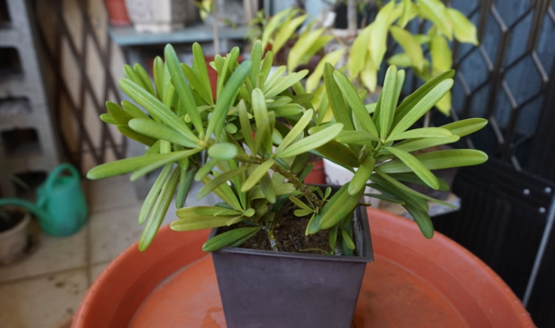 羅漢松移植 羅漢松移植