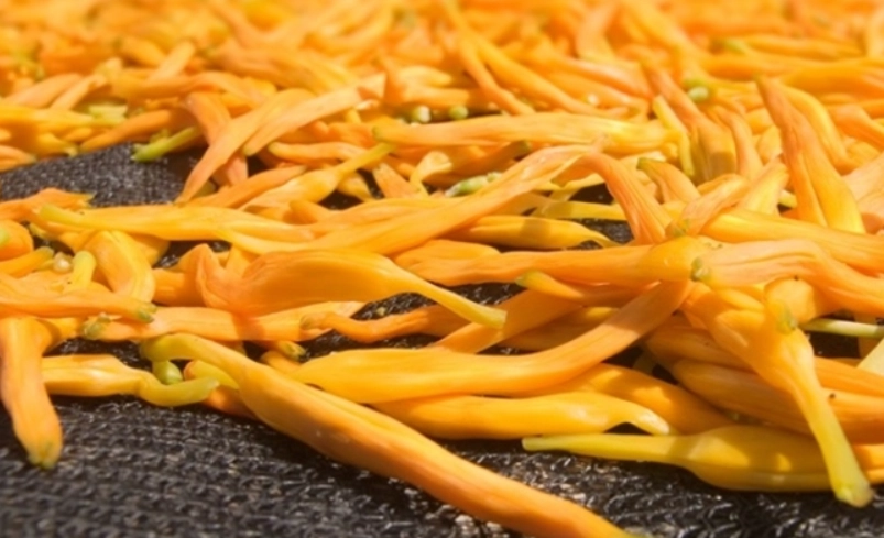 金針花泡法 金針花泡法