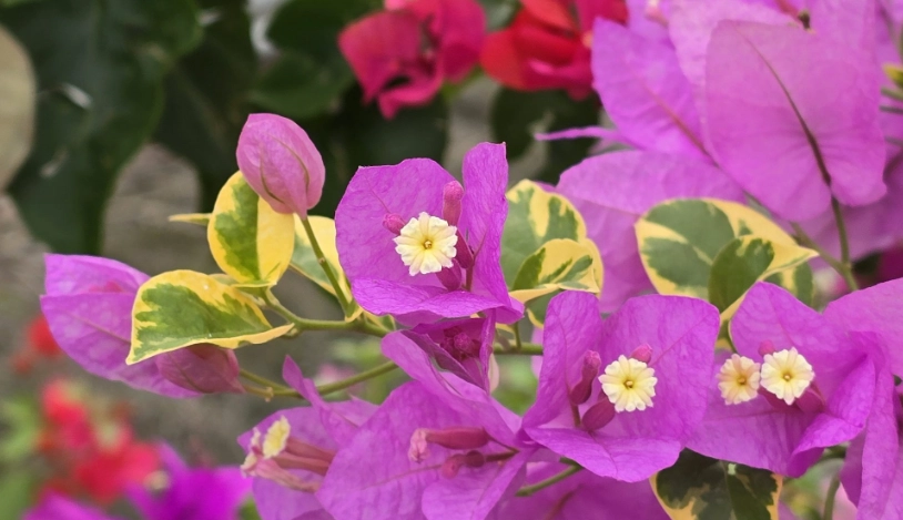 開花多的九重葛