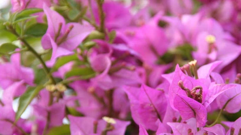 開花多的九重葛