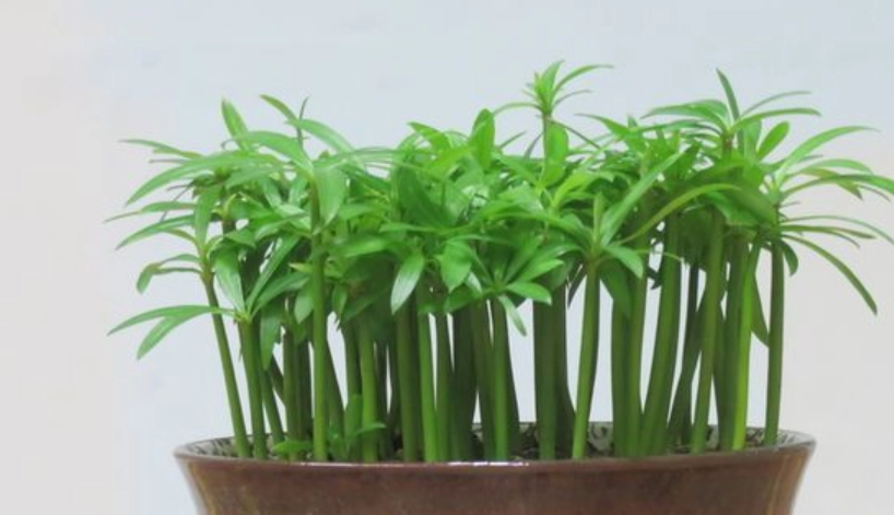 盆栽移植技巧 盆栽移植技巧