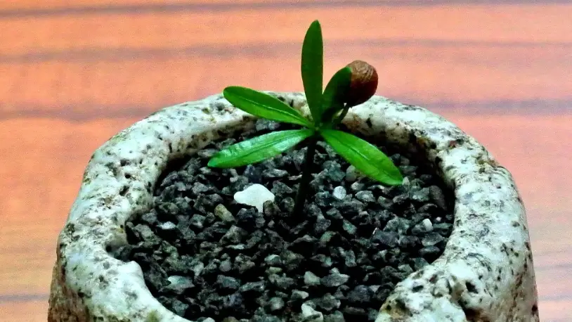 盆栽移植技巧 盆栽移植技巧