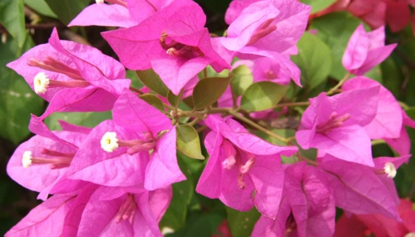 九重葛塑形全攻略：修剪技巧與造型藝術一次掌握