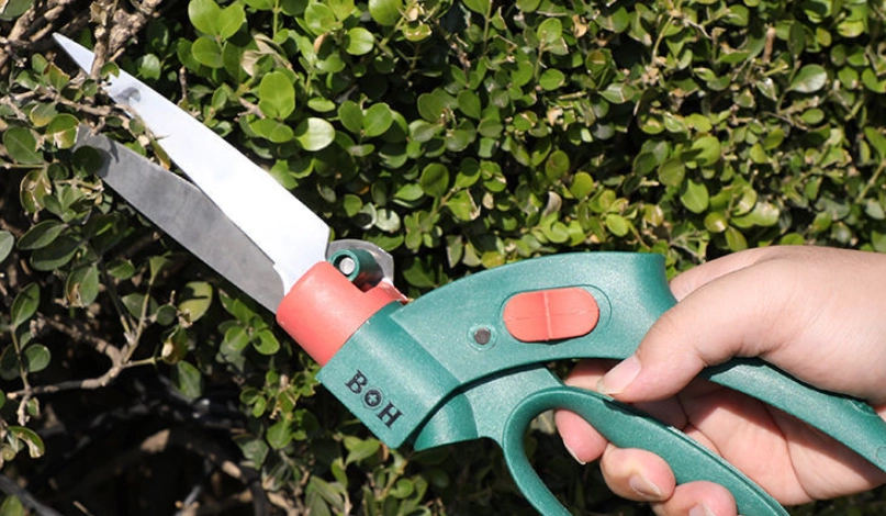 羅漢松移植 羅漢松移植