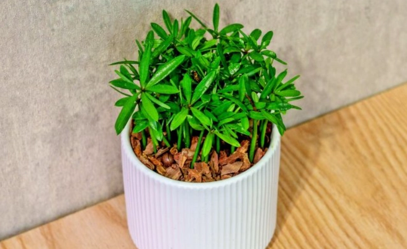 小葉羅漢松照顧