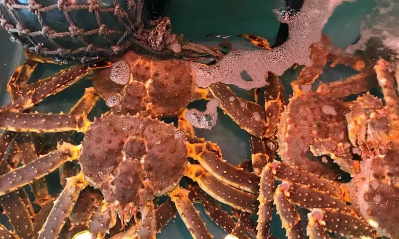 函館朝市 螃蟹 函館朝市 螃蟹