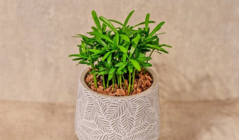 羅漢松盆景價格