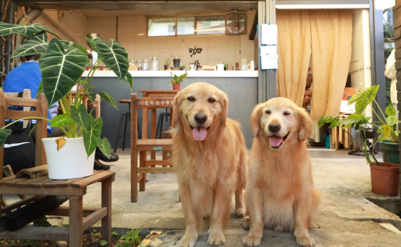 台中帶寵物用餐