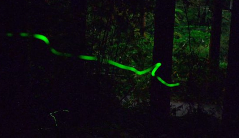 台灣螢火蟲景點