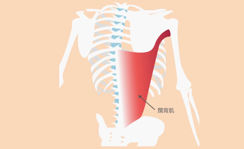 背闊肌拉傷 背闊肌拉傷