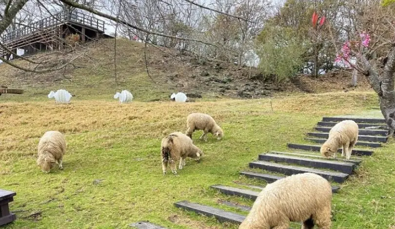 清境兩天一夜行程 清境兩天一夜行程