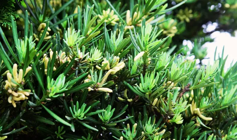 羅漢松造型修剪