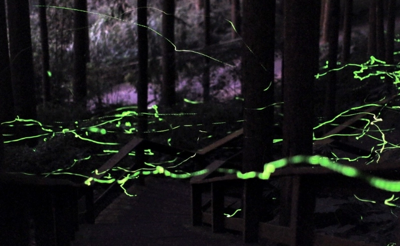 螢火蟲攝影