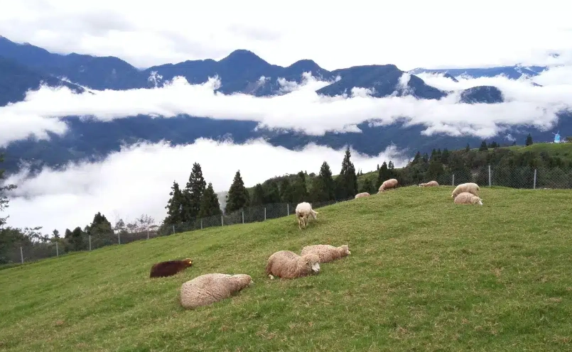 清境農場親子遊 清境農場親子遊