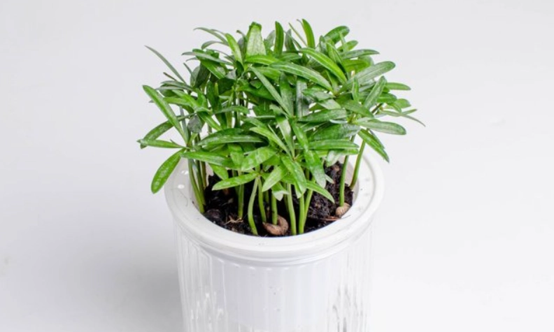 小葉羅漢松風水