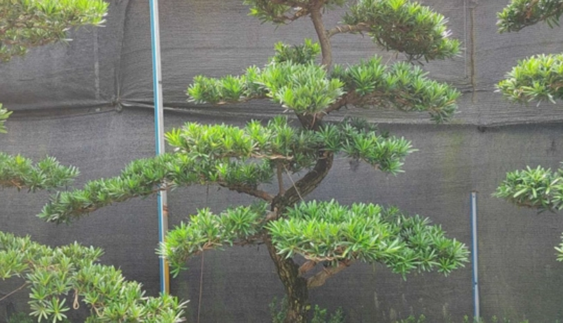 羅漢松修剪方法