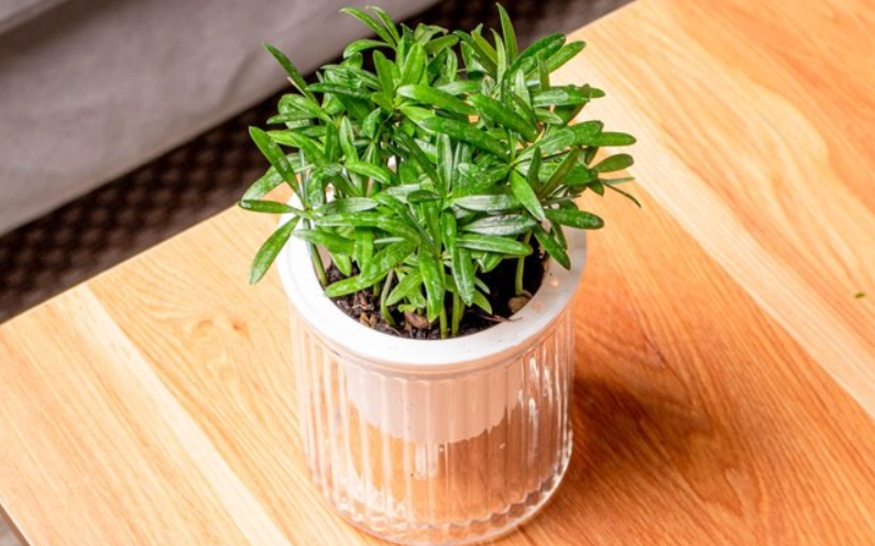 羅漢松盆景價格