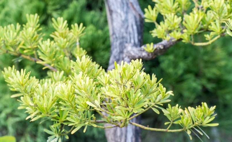 羅漢松修剪方法