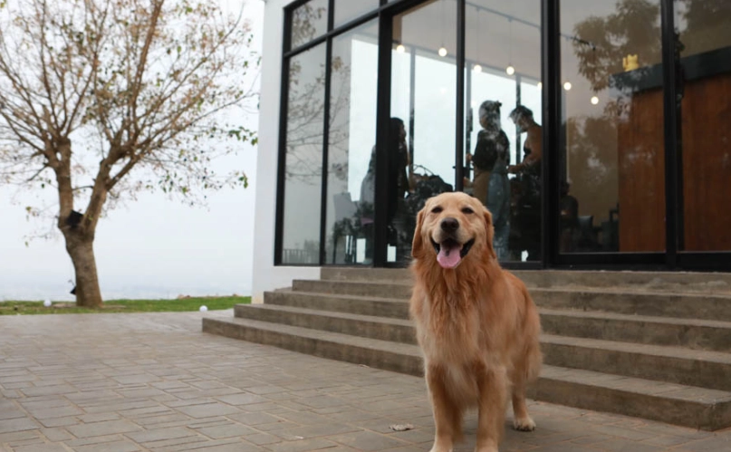 寵物友善餐廳推薦