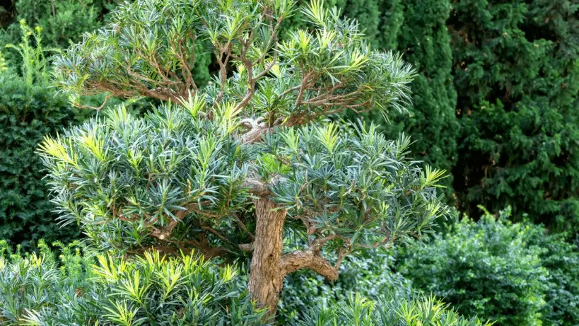 羅漢松造型修剪
