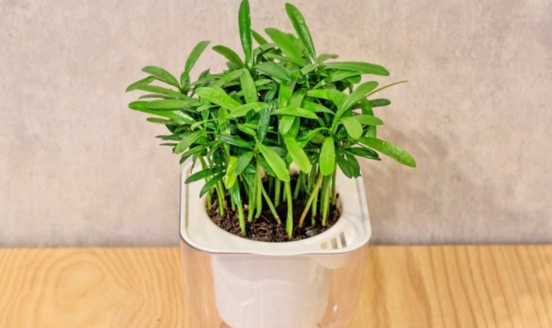 小葉羅漢松風水