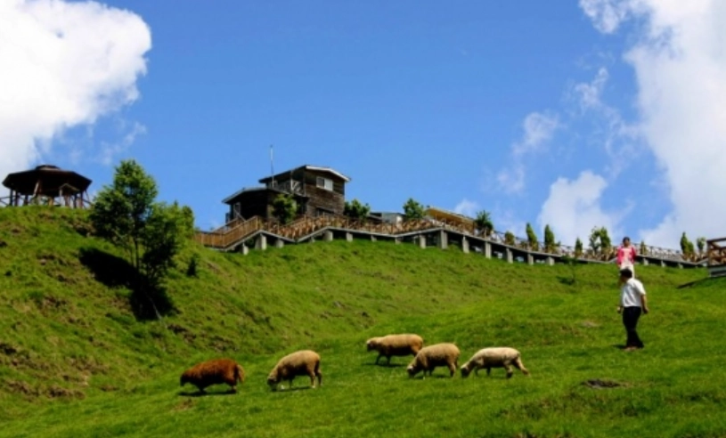 清境綿羊秀 清境綿羊秀