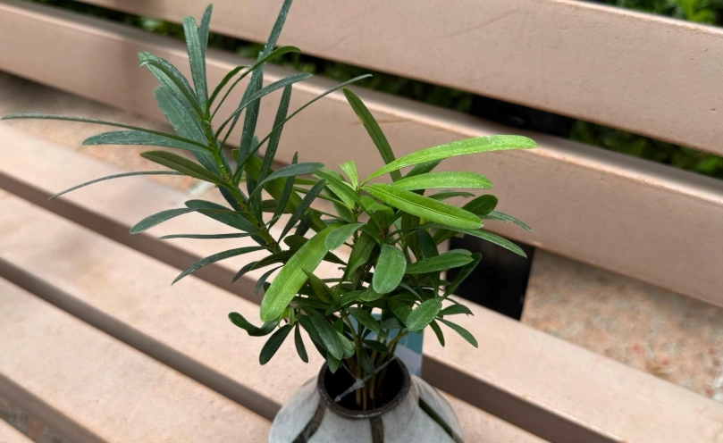 小葉羅漢松照顧