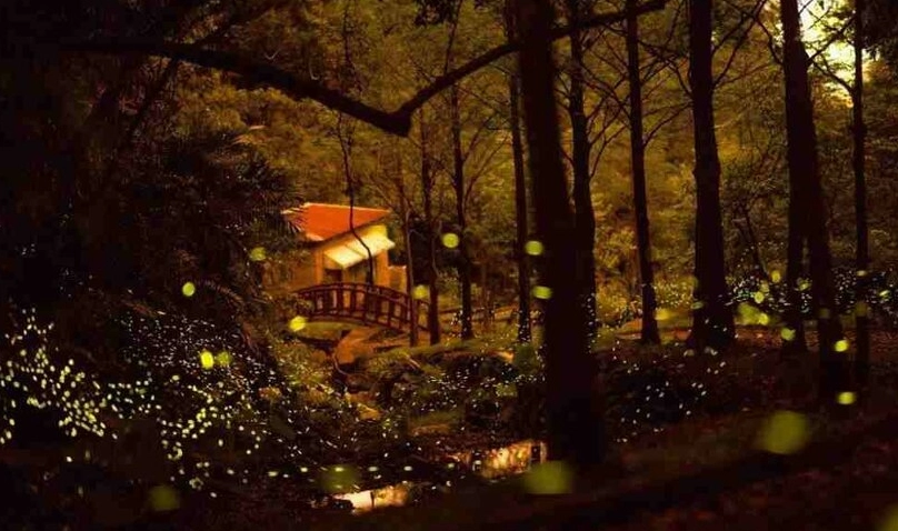 奧萬大螢火蟲住宿